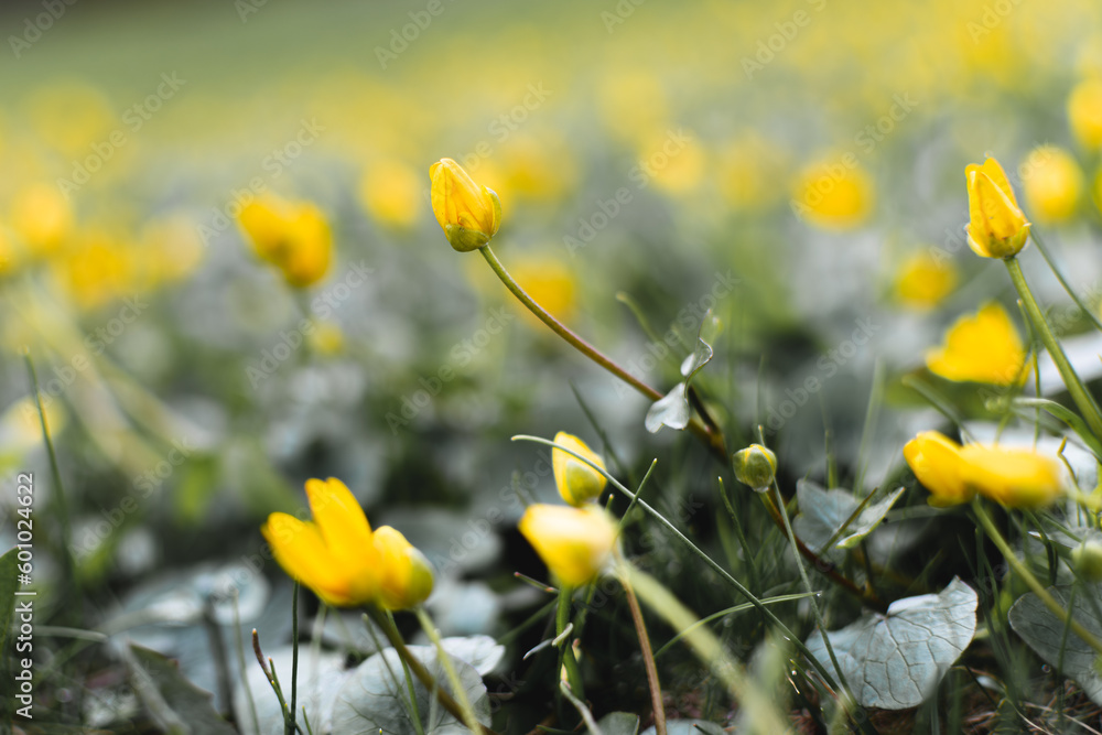 Obraz premium spring yellow flowers in the garden