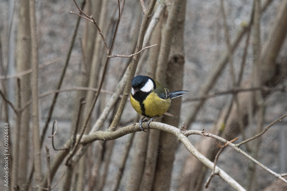 Naklejka premium titmouse sitting on the tree
