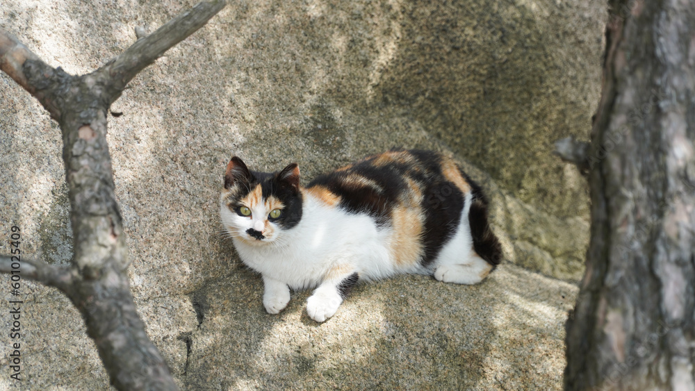 Time between a tricolored cat and his baby tuxedo cat. Time between a tricolored cat and his baby tuxedo cat.