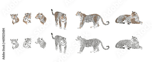 leopard safari animal jungle park tropic Africa savanna graphic art line print clipart scrapbooking sketch wild nature 