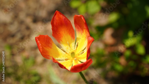 the splendor of orange tulips