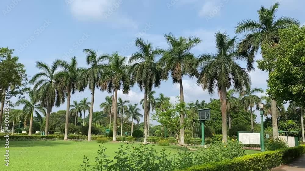 Beautiful palm trees in a garden with blue sky in the background. Beautiful palm trees in a garden with blue sky in the background.
