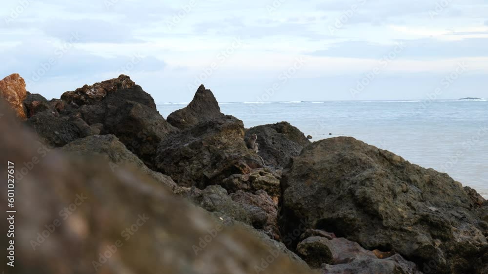 Slow-motion long shot of a monkey sitting on a rock in Kuta, Lombok, Indonesia. Slow-motion long shot of a monkey sitting on a rock in Kuta, Lombok, Indonesia.
