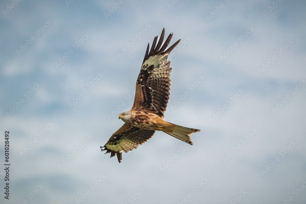 Fototapeta premium Soaring Kite