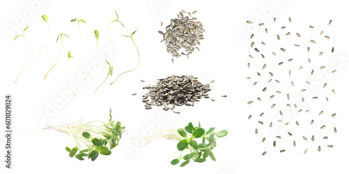 Set of green young sunflower sprouts and sunflower seeds isolated on white background