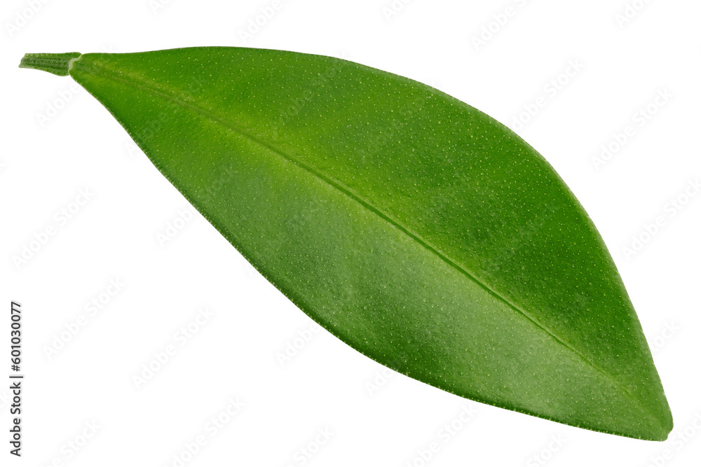 Fototapeta premium Citrus leaf, lemon, grapefruit, orange, lime, kumquat, isolated on white background, full depth of field
