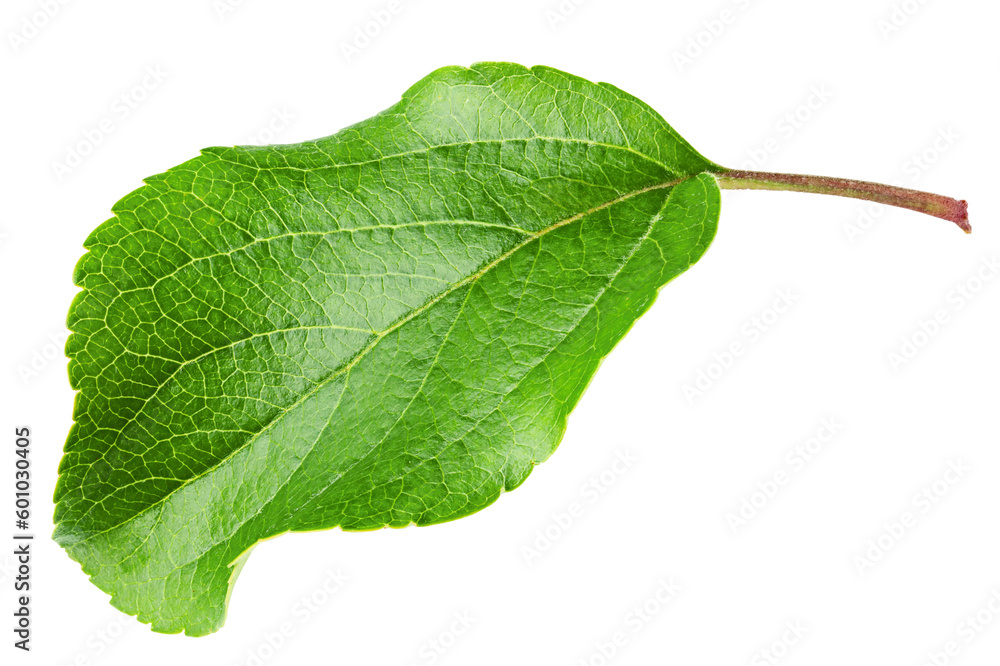 Fototapeta premium apple leaf, isolated on white background, full depth of field