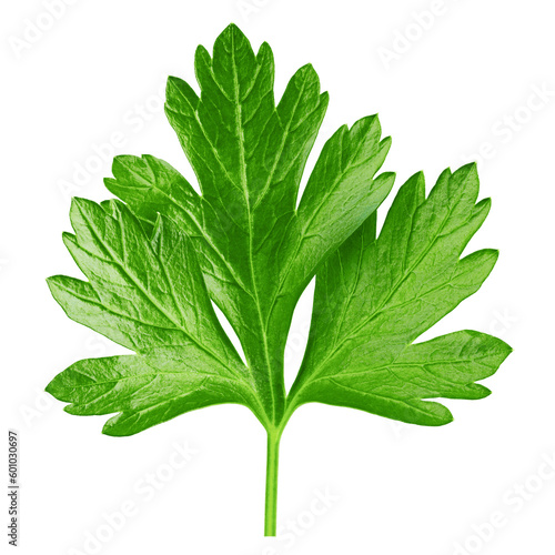 Parsley isolated on white background, full depth of field