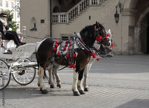 traditional cabs and cab-horses as transport for tourists in Krakow