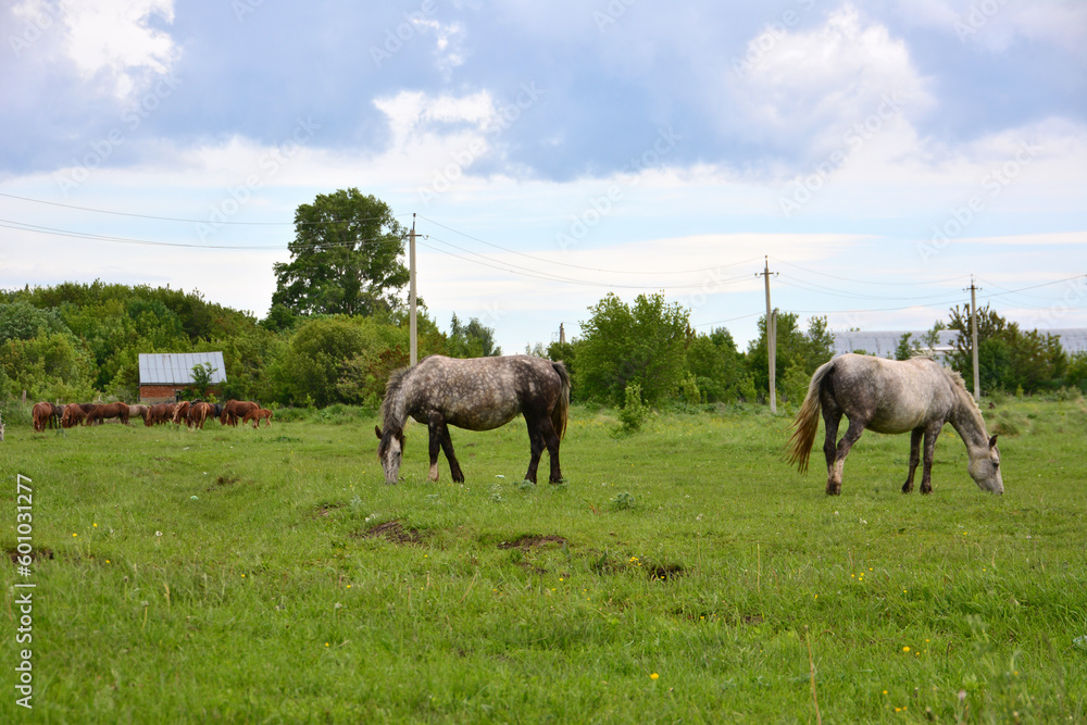 grey horses in a field near the village  with a cloudy sky in the background