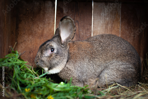 Grey rust male bunny with dandelion leaves in timber house seen from the side