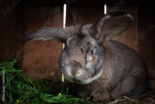 Grey rust male bunny portrait with dandelion leaves in timber house