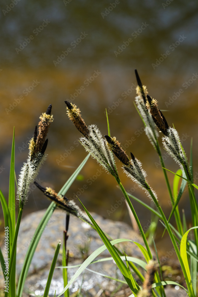 Flowering sedge ‘Carex Nigra’ (Carex melanostachya).Black sedge or common sedge on bank of garden pond. Blurred background. Selective focus. Close-up. Nature concept for spring design Flowering sedge ‘Carex Nigra’ (Carex melanostachya).Black sedge or common sedge on bank of garden pond. Blurred background. Selective focus. Close-up. Nature concept for spring design