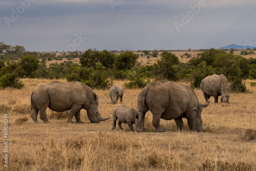 White Rhinoceros, Lake Nakuru National Park, Kenya, Ceratotherium simum