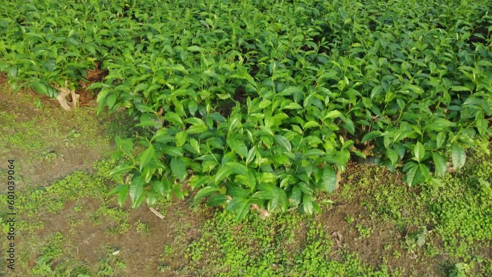 Ariel or drone view sort of tea garden Assam. Ariel or drone view sort of tea garden Assam.