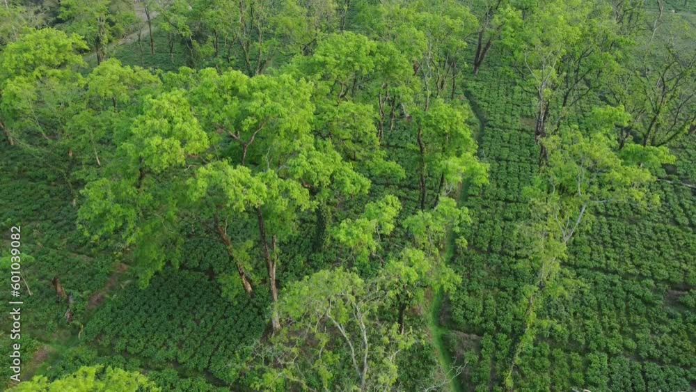 Ariel or drone view sort of tea garden Assam. Ariel or drone view sort of tea garden Assam.