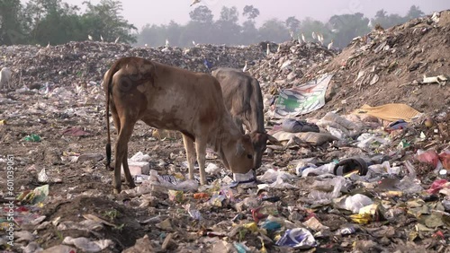 out-of-town garbage. Cow eating trash from a plastic bag in India. photo