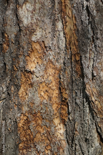 Photo of tree bark different surface structure