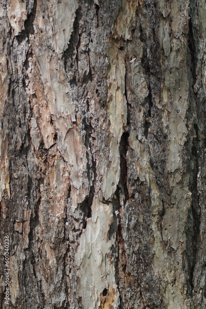 Photo of tree bark Coarse surface structure Photo of tree bark Coarse surface structure
