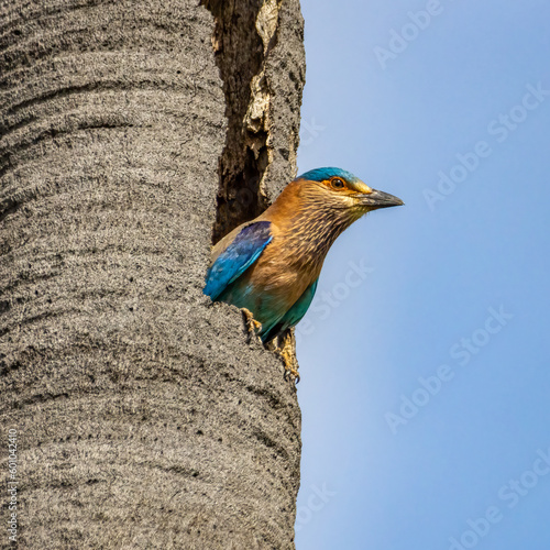 Indian Roller on tree