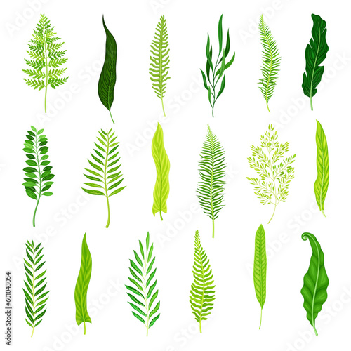 Green Fern as Vascular Plant with Stem and Complex Leaves Big Vector Set