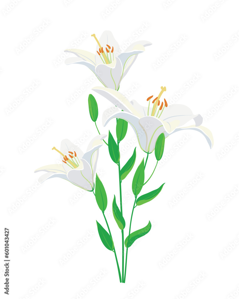 White lilies isolated on a white background, vector illustration of flowers, can be used for invitations and greeting cards.