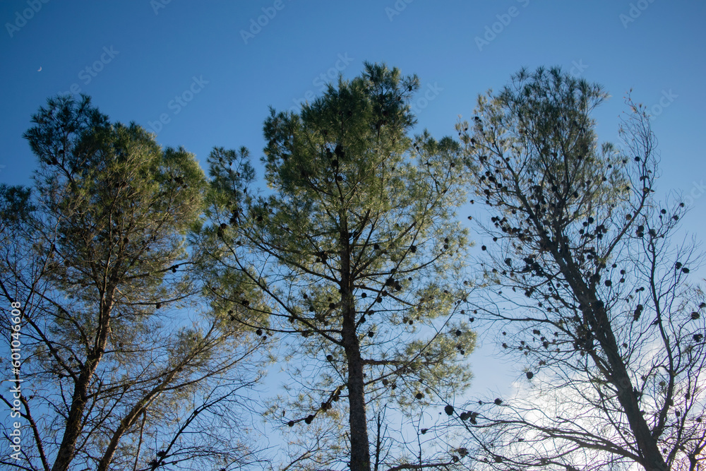 trees in the sky trees in the sky