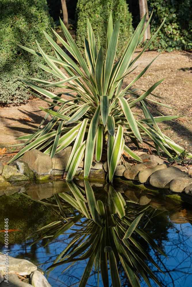 North Caucasus. Yucca gloriosa Variegata on bank of garden pond. Sunny winter day in evergreen landscape garden. Beautiful striped leaves in sunlight. Nature concept for design North Caucasus. Yucca gloriosa Variegata on bank of garden pond. Sunny winter day in evergreen landscape garden. Beautiful striped leaves in sunlight. Nature concept for design