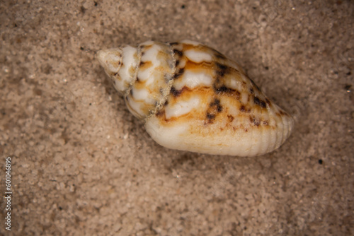 Shells and sea snails
