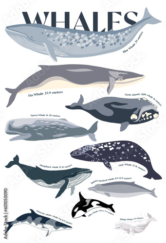 Ocean poster with different Whale 