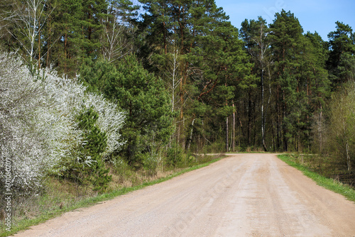 dirt road in the forest with flowering trees
