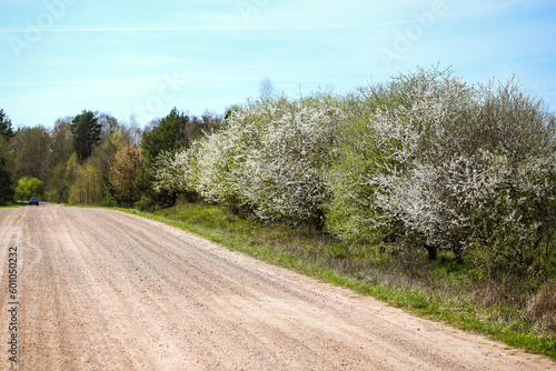 dirt road in the forest with flowering trees