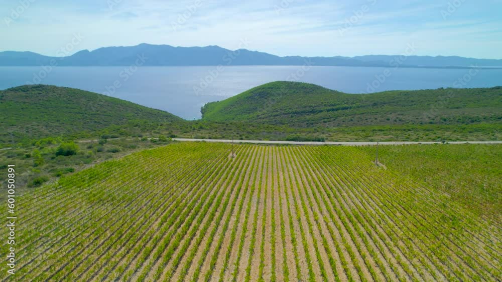 AERIAL: Long rows of growing vines and picturesque view on top of island Hvar. Well-kept vineyard surrounded with Mediterranean vegetation, blue Adriatic sea and hilly islands on a sunny summer day. AERIAL: Long rows of growing vines and picturesque view on top of island Hvar. Well-kept vineyard surrounded with Mediterranean vegetation, blue Adriatic sea and hilly islands on a sunny summer day.
