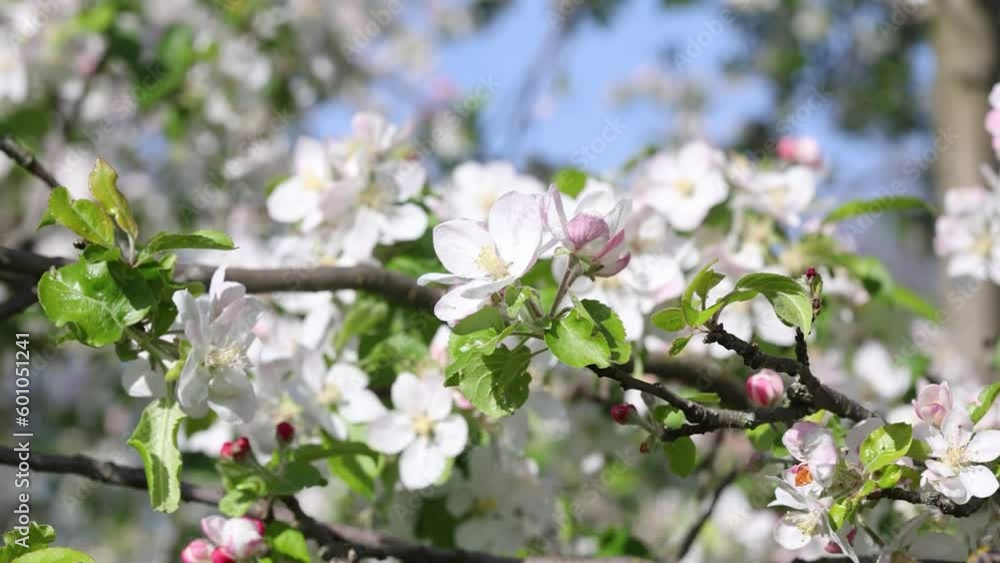 Blooming apple trees Blooming apple trees