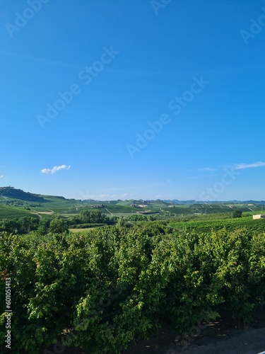 Vineyard in Italy
