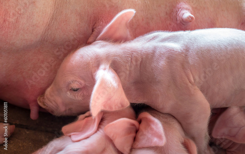 A week-old newborn piglet is suckling from its mother in pig farm,Close-up of Small piglet drinking milk from breast in the farm © NARONG