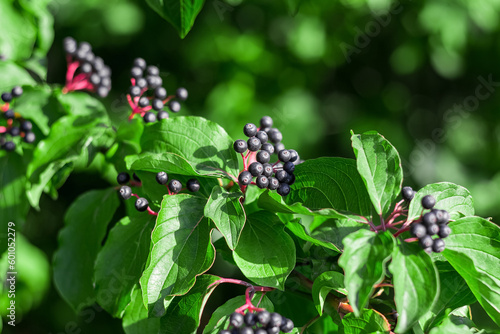 Cornus sanguinea is a perennial plant of the turf family. Ornamental shrub with black inedible berries. Image with space for text photo