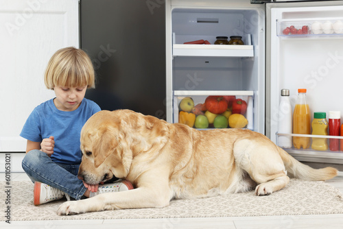 Fototapeta Naklejka Na Ścianę i Meble -  Little boy feeding cute Labrador Retriever near refrigerator in kitchen