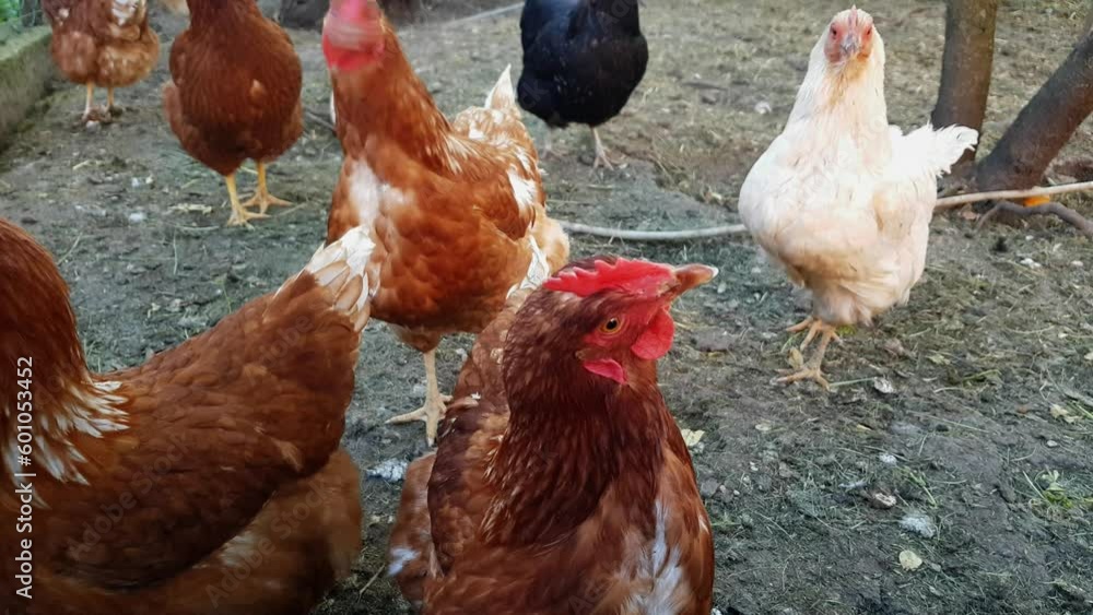 Organically raised chickens roam free and peck at grains around the ...