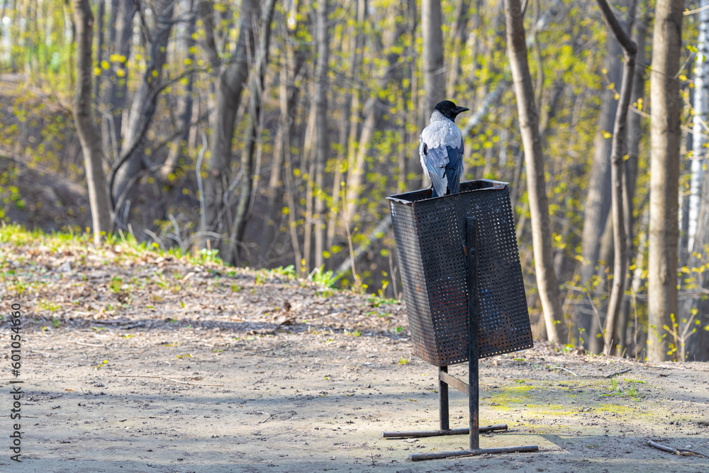 Fototapeta premium crow sits on a street trash can