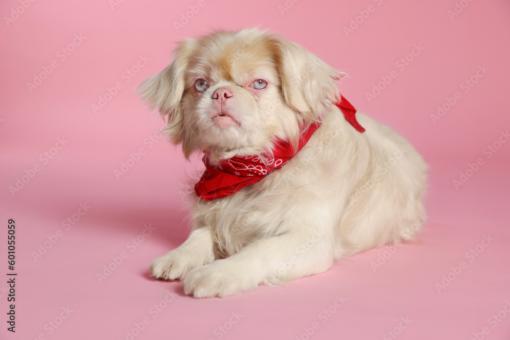 Cute Pekingese dog with bandana on pink background Cute Pekingese dog with bandana on pink background