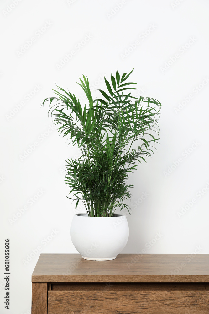 Potted chamaedorea palm on wooden table near white wall. Beautiful houseplant