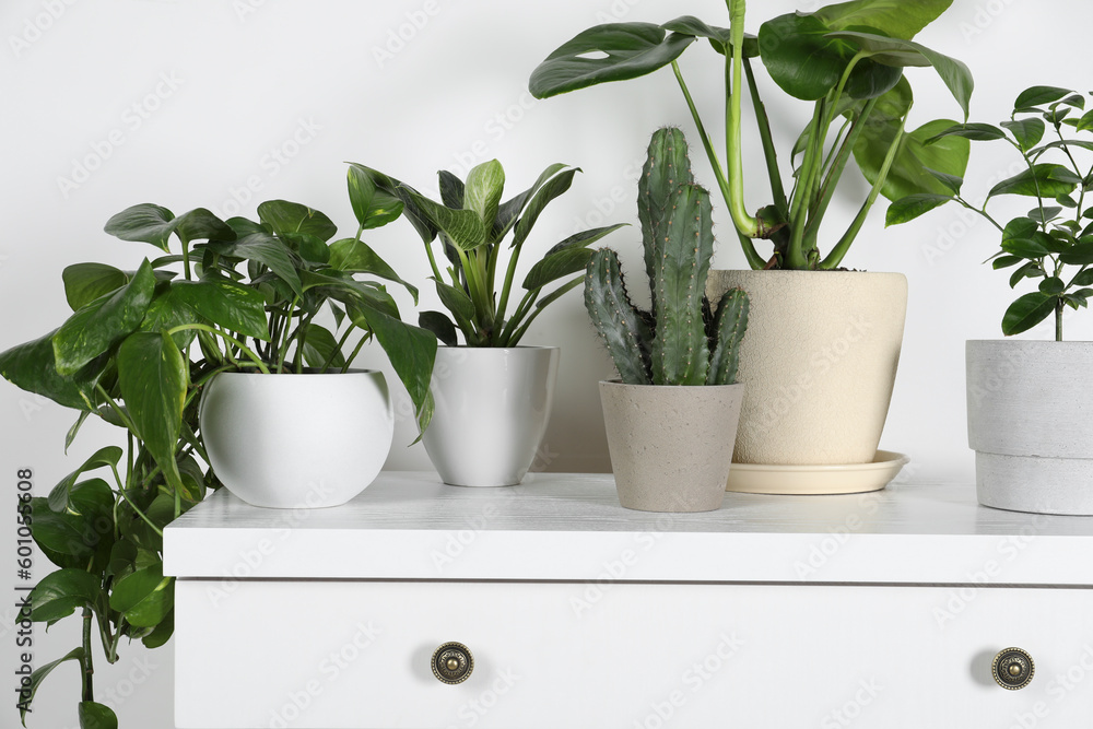 Many different houseplants in pots on chest of drawers near white wall, closeup Many different houseplants in pots on chest of drawers near white wall, closeup