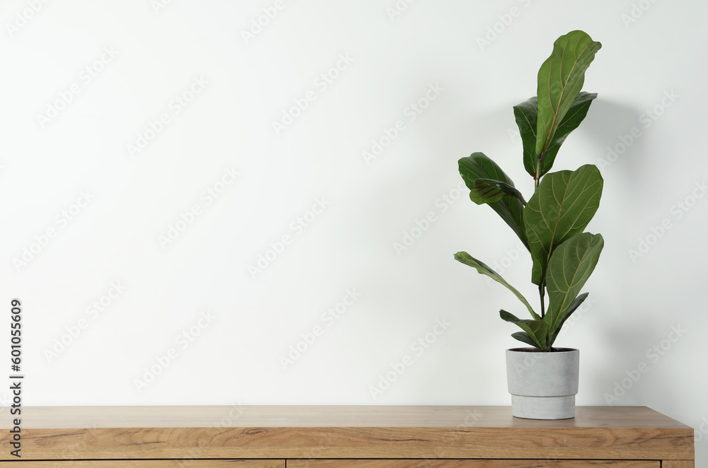 Potted ficus on wooden table near white wall, space for text. Beautiful houseplant