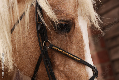Adorable horse with bridles outdoors  closeup. Lovely domesticated pet