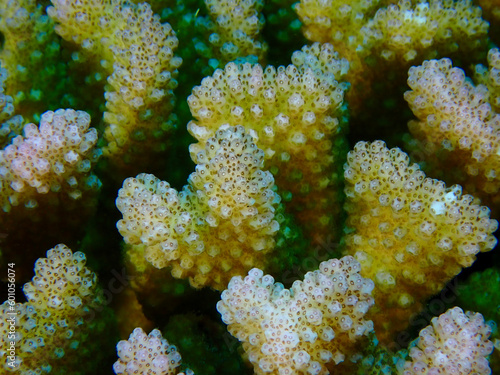 Underwater landscape. Corals close up. View of the coral bush.