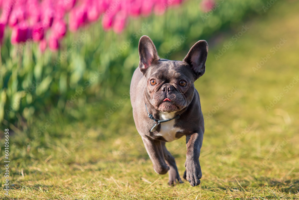 French bulldog dog running through a field of tulips