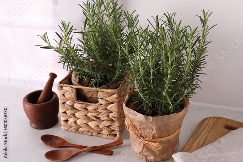 Aromatic green rosemary in pots and wooden spoons on white table