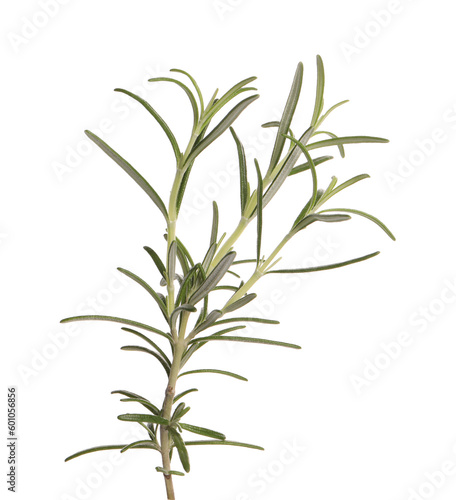 Sprig of fresh rosemary isolated on white