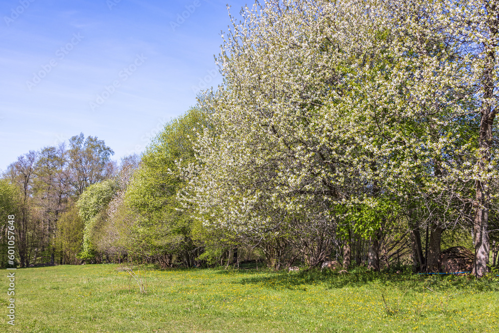 Cherry blossom at a meadow edge Cherry blossom at a meadow edge